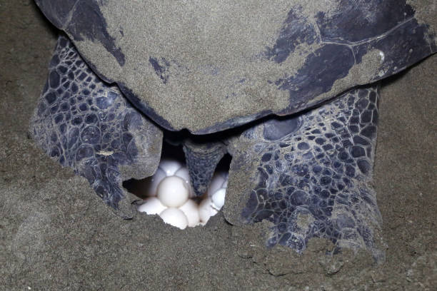 Chelonia Mydas Chelonia Mydas laying her eggs and covering her nest on the beach at night. sea turtle egg stock pictures, royalty-free photos & images