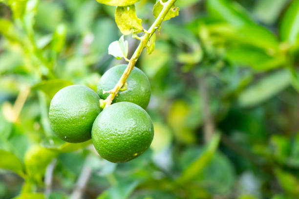 istock Green color of fresh lime with leaf background 1351074605