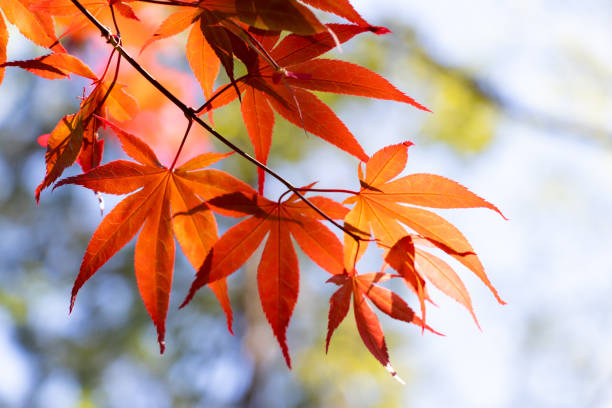 istock Red color of falling leaf with blurred leaf and sky background 1351074701