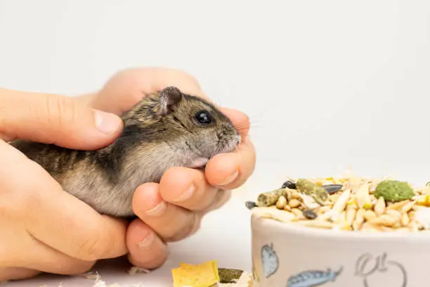 Photo of Cute Little Hamster in hands near a bowl of food on white background. jungarian hamster eats food on an isolated background