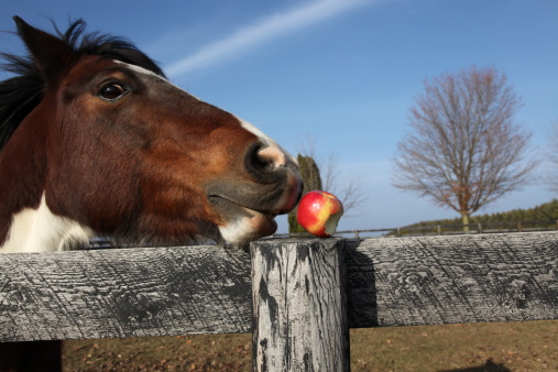 A pinto pony is tempted by an apple, set on a fencepost on a bright sunny day. 