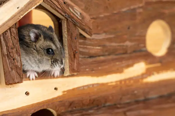 Photo of Cute Little Hamster in hole on a wooden background. jungarian hamster in home on a wooden background