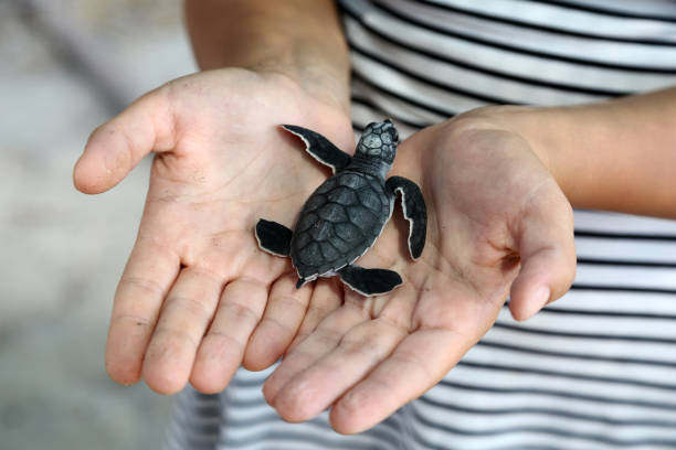 istock Newborn Chelonia Mydas 1351077686