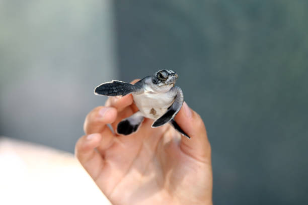 istock Newborn Chelonia Mydas 1351077692