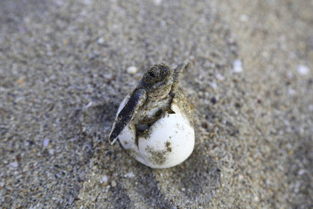 istock Newborn Chelonia Mydas 1351077707