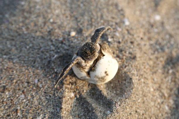 istock Newborn Chelonia Mydas 1351077824