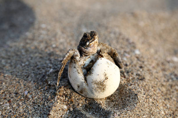 neonato chelonia mydas - turtle young animal beach sea life foto e immagini stock