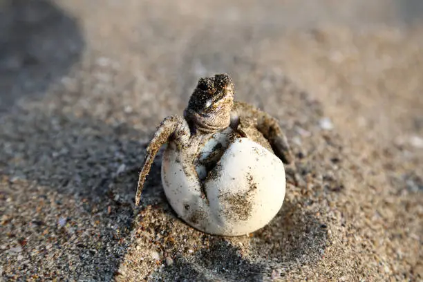 Chelonia Mydas. Newborn baby  green sea turtle running on the beach sands in Mediterranean Sea.