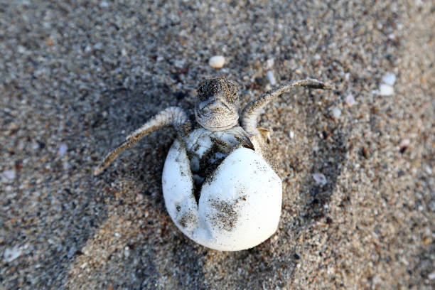 Newborn Chelonia Mydas Chelonia Mydas. Newborn baby  green sea turtle running on the beach sands in Mediterranean Sea. sea turtle egg stock pictures, royalty-free photos & images