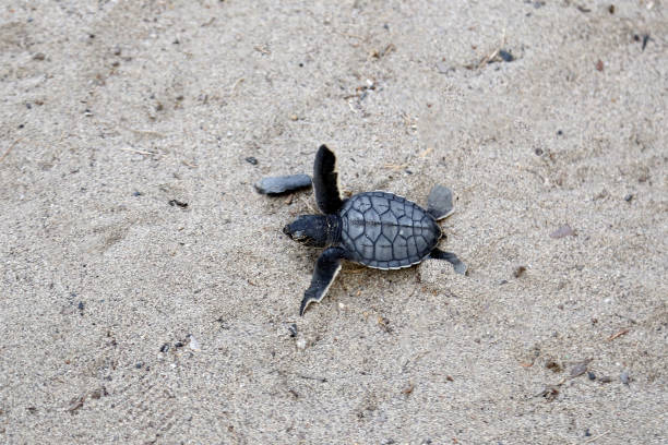 istock Newborn Chelonia Mydas 1351078059
