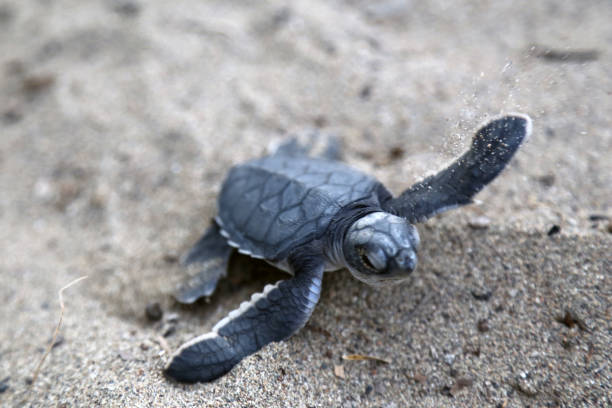 Newborn Chelonia Mydas Chelonia Mydas. Newborn baby  green sea turtle running on the beach sands in Mediterranean Sea. sea turtle egg stock pictures, royalty-free photos & images