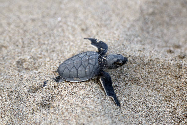istock Newborn Chelonia Mydas 1351078166