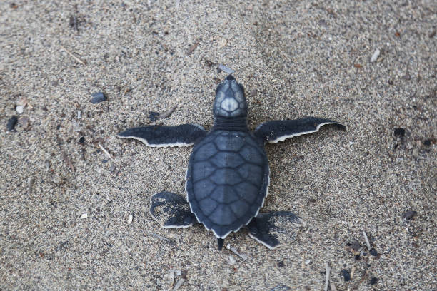istock Newborn Chelonia Mydas 1351078167