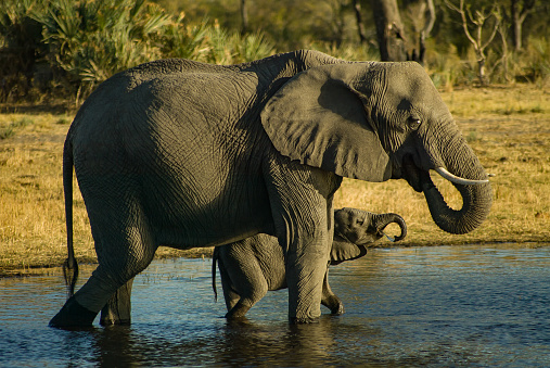 An African elephant mother and calf drinking