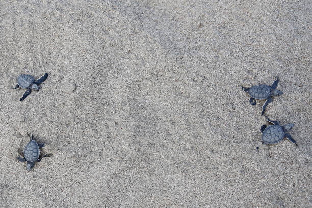 istock Newborn Chelonia Mydas 1351078247