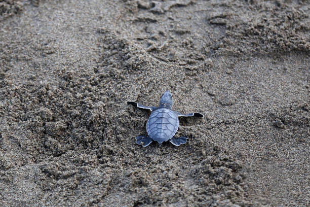 istock Newborn Chelonia Mydas 1351078261