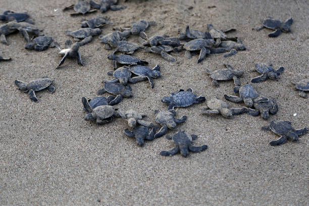 istock Newborn Chelonia Mydas 1351078848