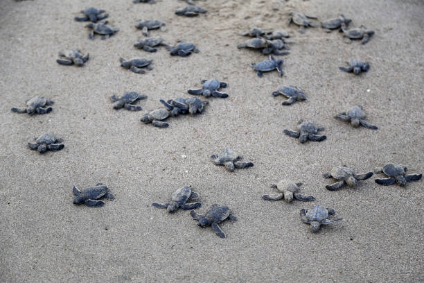 istock Newborn Chelonia Mydas 1351078872