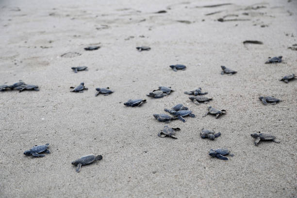 istock Newborn Chelonia Mydas 1351078873