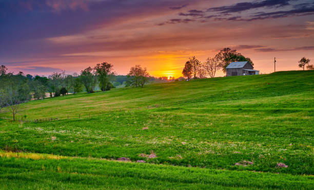 istock Tobacco Barn with Green  field at Sunset. 1351078901
