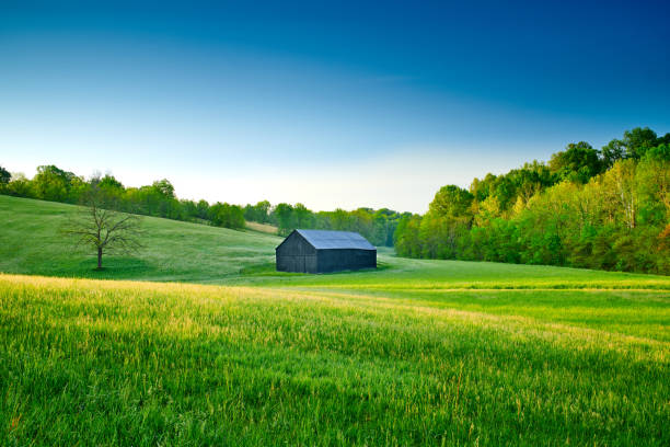 istock Tobacco Barn in a Field. 1351078947