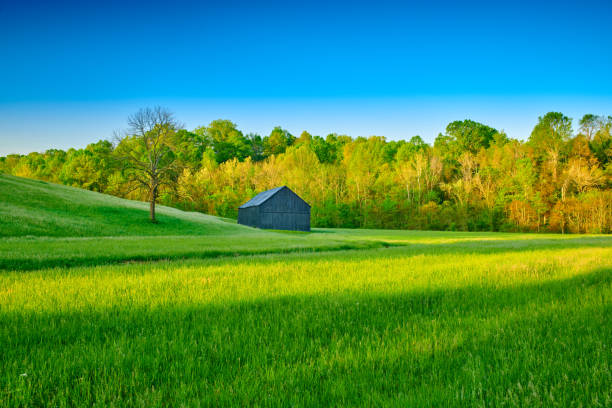 istock Tobacco Barn in a Field. 1351078950