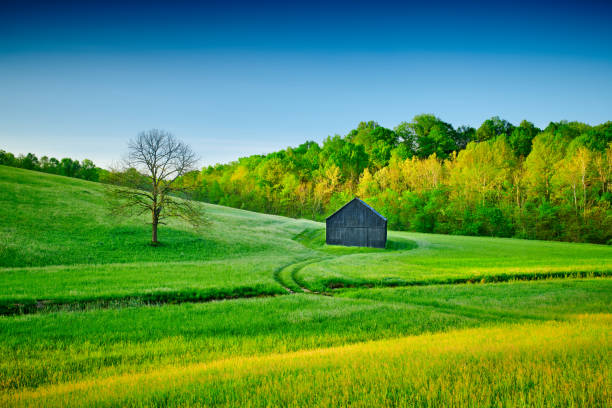 istock Tobacco Barn in a Field. 1351078952