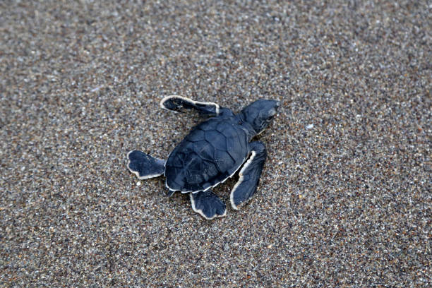 istock Newborn Chelonia Mydas 1351078998
