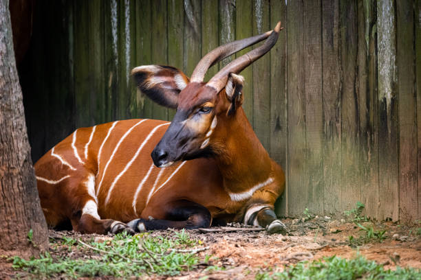 野生動物保護区で休むアンテロープ - 動物 ボンゴ ストックフォトと画像