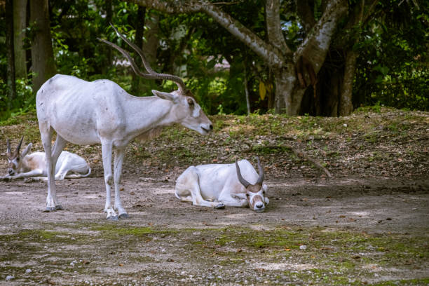 Impala resting  in wildlife reserve