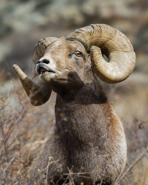 istock Colorado Rocky Mountain Bighorn Sheep 1351079561