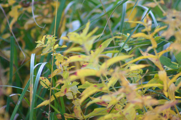 Yellow skullcap leaves close-up view with selective focus on foreground