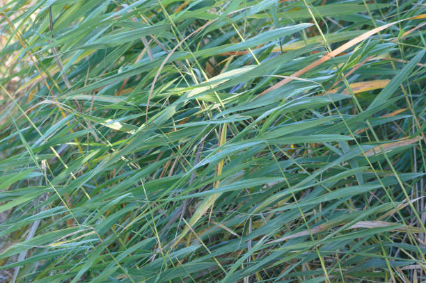 istock Green common reed leaves close-up view with selective focus on foreground 1351079735