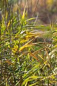 istock Autumnal yellow common reed close-up view with selective focus on foreground 1351079744