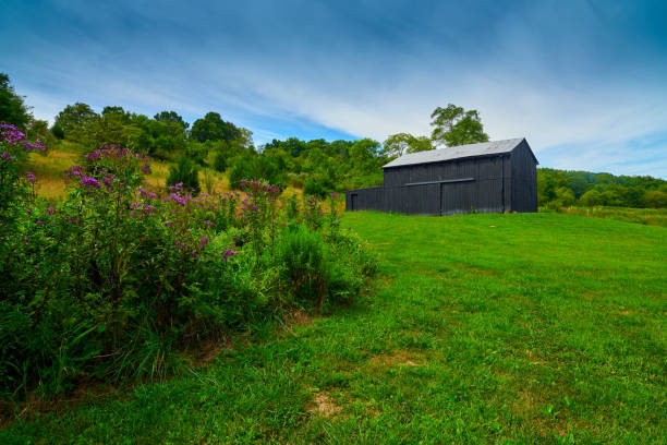 istock Old KY barn with Iron Weeds in the foreground. 1351079746