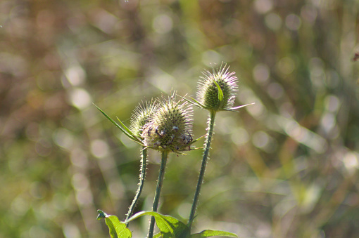 Wild teasel seeds close-up view with blurred background