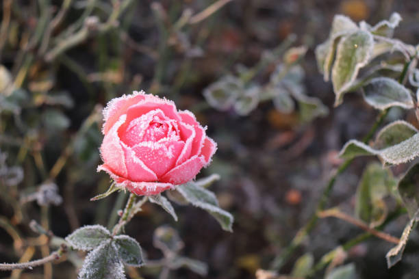 Rose draped with frost. Rose draped with frost. Winter concept. frozen rose stock pictures, royalty-free photos & images