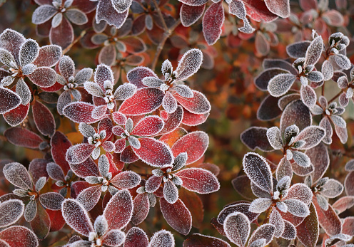 Frozen azalea with red leaves. The first frosts, cold weather, frozen water, frost, and hoarfrost. Macro shot. Early winter. Blurred background. Winter concept.