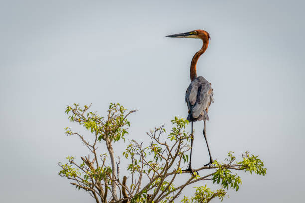 istock Goliath heron (Ardea goliath) sitting on a branch, Murchison Falls National Park, Uganda. 1351081383