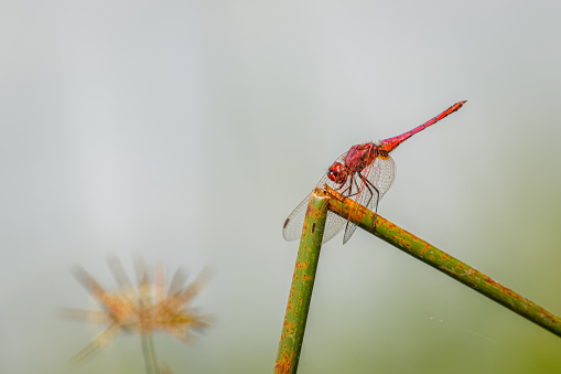 Red-veined dropwing dragonfly (Trithemis arteriosa) perched on a bare twig, Murchison Falls National Park, Uganda.  Horizontal.