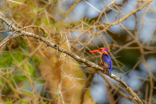 istock African Pygmy-kingfisher (Ispidina picta) perched on a branch, Murchison Falls National Park, Uganda. 1351081394