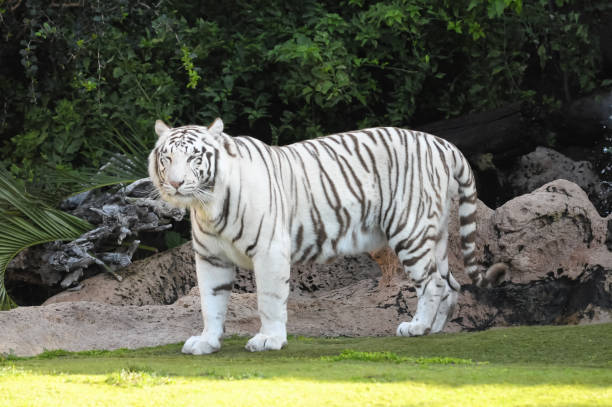 istock Black and White Striped Tiger 1351081804