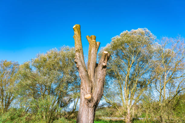 gli alberi sono stati parzialmente tagliati - tree broken branch dividing foto e immagini stock