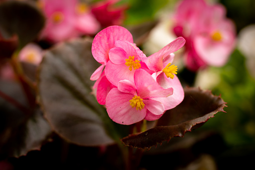begonia pink booming flowers in the garden