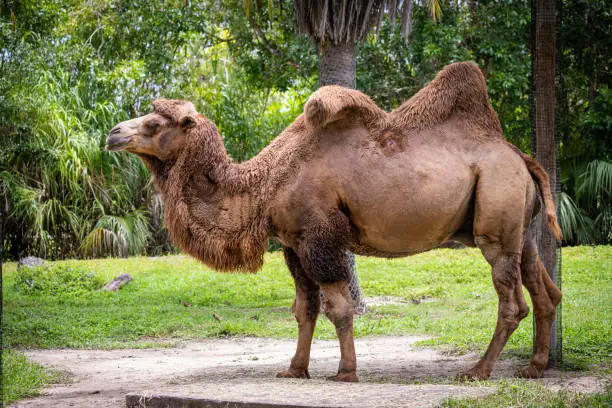 Photo of Camel walking in wildlife reserve