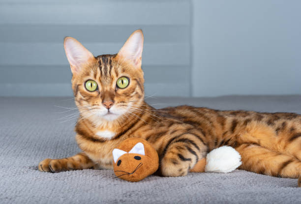 istock A playful cat lies on a blanket with a plush soft mouse in its paws. 1351084116