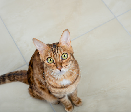 Bengal cat stands on the tiled floor and looks up into the camera.
