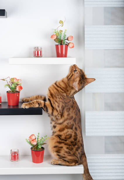 istock A curious domestic cat climbs up the wall shelf. 1351084332