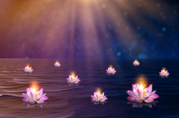 istock lotus Pink light purple floating light sparkle purple background 1351084559