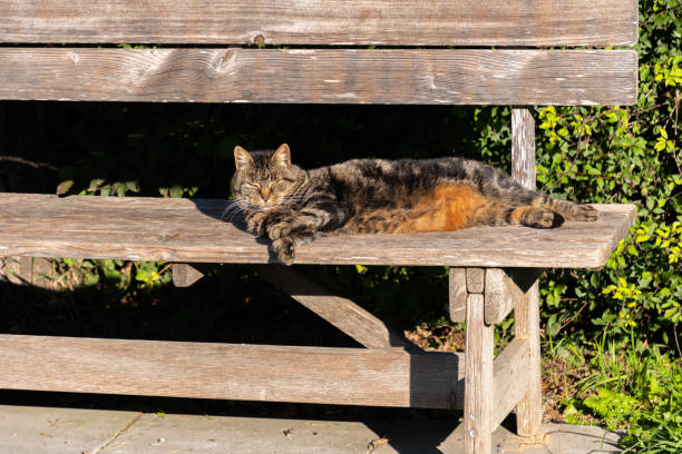 Beautiful red cat - enjoying 1st sunlight in Italy....